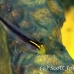 goby_sharknose_bcf_nwp_h_0042_tci0056.jpg